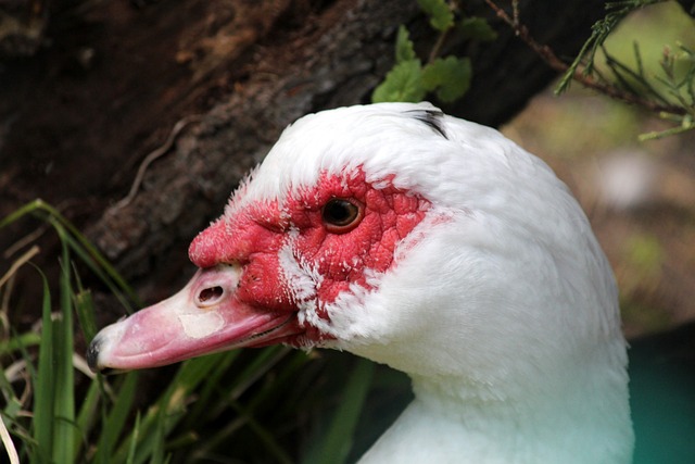 的投篮命中 的投篮命中